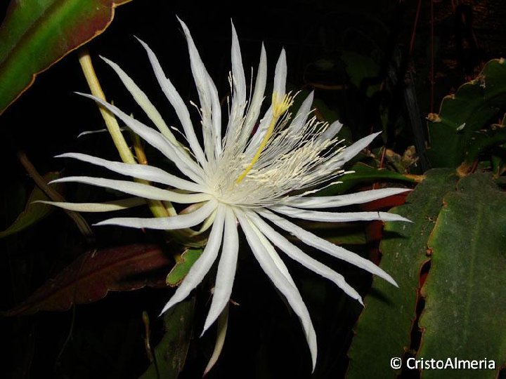 Epiphyllum phyllanthus  ©CristoAlmeria